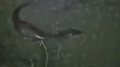 Tekirdağ'da derede balık avlayan su samuru görüldü