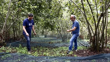 Fındık hasadında devrim niteliğinde değişiklik: İşçilik maliyetini yüzde 60 azaltacak