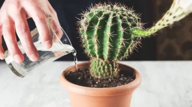 Sukulent ve kaktüs bakımı rehberi