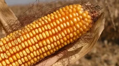 TMO, mısır alım fiyatını açıkladı