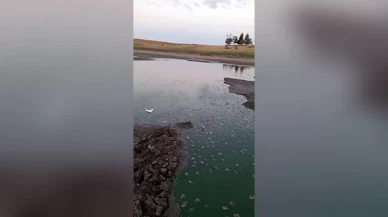 Tekirdağ’da gölette oksijen azaldı