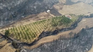 Gelibolu'daki yangında inanılmaz olay! Her yer yandı ceviz bahçesi öylece kaldı