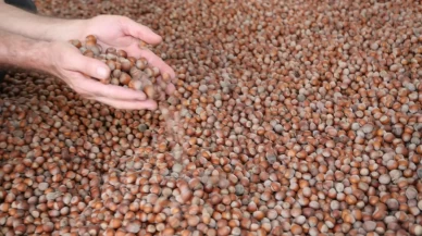 Fındık alım fiyatları belli oldu