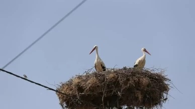 Yaren leyleğin yavruları göç yolculuğuna başladı
