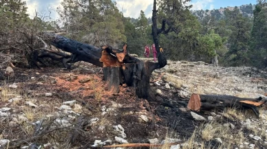 Ağaca düşen yıldırım yangına neden oldu