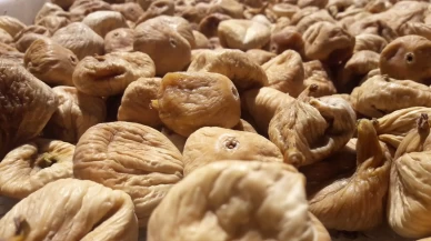 Tarım Bakanlığı'ndan çiftçiye destek! Aflatoksinle mücadele için üreticilere 19 bin kerevet dağıtıldı