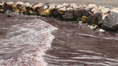Tekirdağ'da poyraz nedeniyle sahilin bir kısmı kırmızı yosunla kaplandı