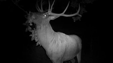 Kütahya'da hobi bahçesine giren geyik fotokapanla görüntülendi