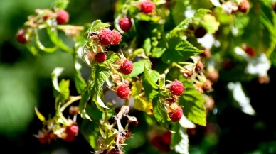 Masrafsız doğal hasat başladı: Vatandaş tek kuruş harcamadan topluyor!