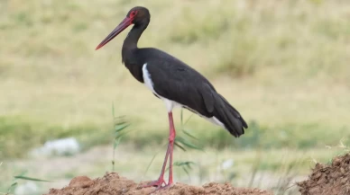 Kırıkkale'de baraj kıyısında kara leylek objektiflere takıldı
