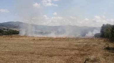Samsun'da anız yangını ormana sıçramadan söndürüldü