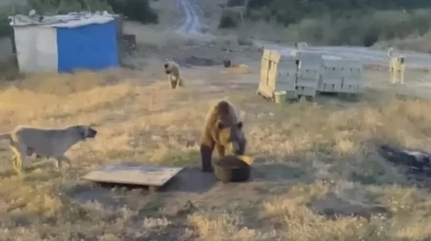 Tunceli'de karakolun davetsiz misafiri: Bozayı