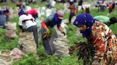 Mevsimlik tarım işçilerine çok yönlü destek