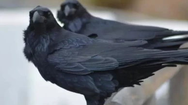 Cama karga konması ne anlama geliyor? Eski inançlarda kuşların mesajları