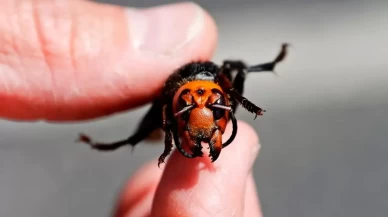 İstilacı tür popülasyonu yok edebilir!