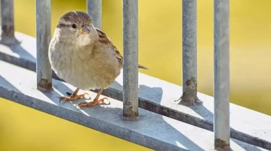 Rusya’da serçelerin sayımı başladı: Neden azaldıkları araştırılıyor