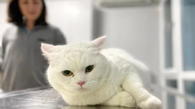 Evcil hayvan sahipleri için temizlikte altın değerinde ipuçları