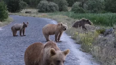 Ayı saldırısı riski: Nemrut Krater Gölü ve Kalderası geçici olarak kapalı