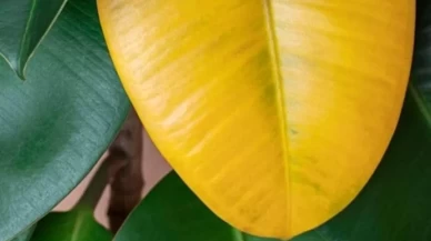 Bitki yaprakları neden sararır? Sararan yapraklara ne iyi gelir?