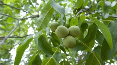 Rüyada Ceviz Ağacı Görmek Ne Anlama Gelir? İşte Detaylı Yorumlar