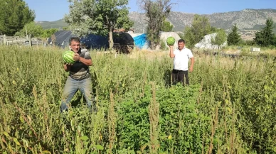 Tarladan kendi toplayana karpuz bedava