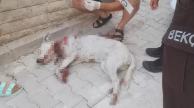 Hamile köpeğe tüfekle saldırı!