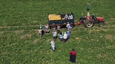 Kadın işçiler ekmek parasını topraktan çıkarıyor