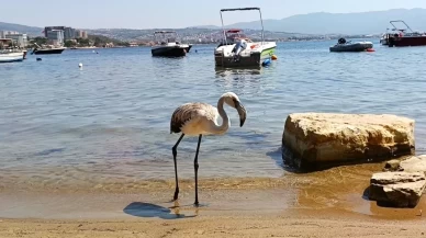Aydın’da kurtarılan leylek ve flamingo doğaya salındı