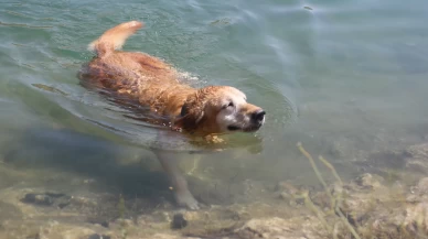 Jandarmanın en önemli yardımcısı "Pusat"