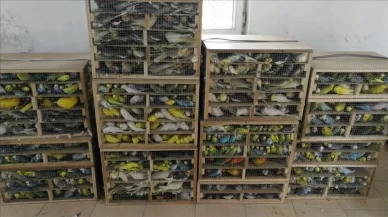 Nijerya'da kaçakçılık operasyonu