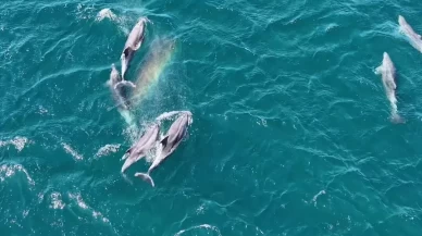 Erdek Körfezi'nde yunus sürprizi! Bandırma Limanı'nda ise lüfer şöleni