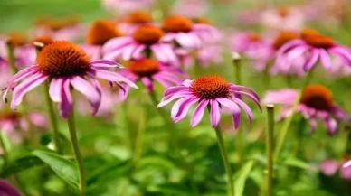 Grip ve soğuk algınlığına karşı doğal koruma