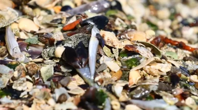 İzmir Körfezi'nde balık ölümleri yeniden başladı