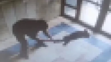 Tüyler ürperten vahşet! Kediyi öldüren zanlının ifadesi kan dondurdu