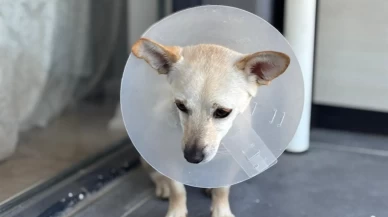 Ankara'da 2 kangal dehşet saçtı!