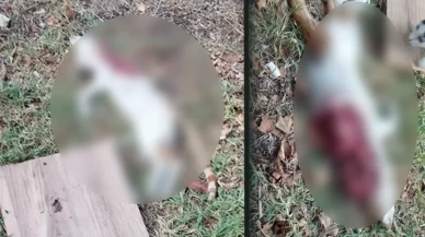 Beylikdüzü'nde kedi vahşeti!