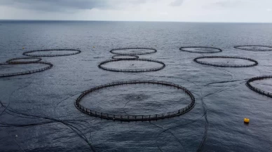 Avrupa ülkelerine ihraç ediliyor