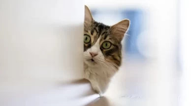 Kediler sandığımızdan daha zeki: Bizi anlıyorlar