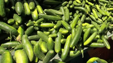 Yumuşayan salatalıklara son! Bu yöntem günlerce taze kalmasını sağlıyor