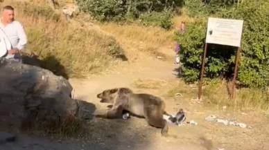 Kucağında bebekle ayı saldırısına uğradı! Korkunç anlar kamerada