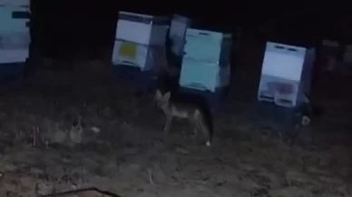 Tilki ile arıcının gülümseten anları: Gel aşure yiyin gel