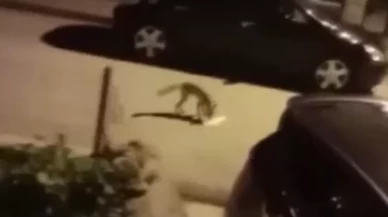 Başkent’te aç kalan tilki şehre indi