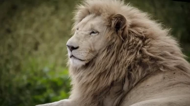 Gücün ve asaletin sembolü! 10 Ağustos ''Dünya Aslan Günü"