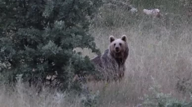 Bayburt'ta iki farklı yaylada ayılar görüldü