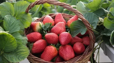 Çilek ve Ahududu nasıl uzun süre taze kalır?