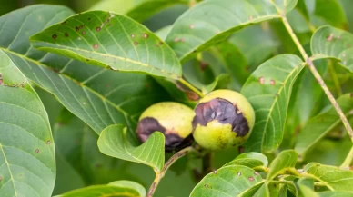 Faydası da var zararı da! Yüzyıllardır geleneksel tıpta kullanılıyor