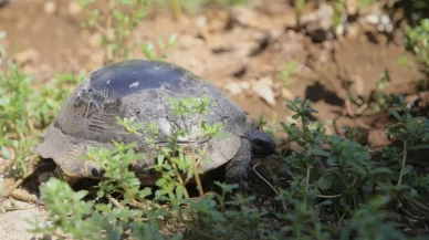 Kırık kabuğu onarıldı!