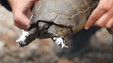 Alevlerin arasında hayatta kalma mücadelesi: Kaplumbağa UMKE tarafından kurtarıldı