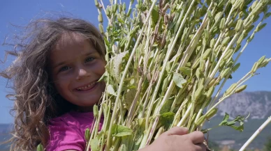 Japonlar'ın suşi susamı Gökova'dan