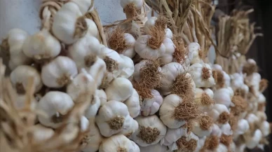 Sarımsak nasıl tüketilmeli? Sağlık için en etkili yöntemler